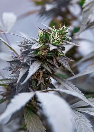 ko-blend-thc-disposable-640x480-11930205.jpeg