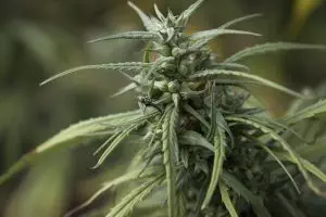 ko-blend-thc-disposable-640x480-62905661.jpeg