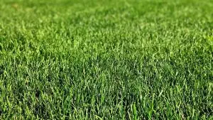 lawn-care-640x480-38966210.jpeg