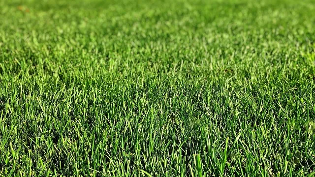 lawn-care-640x480-70677946.jpeg