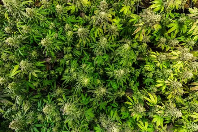 Mint Flavored CBD Tincture