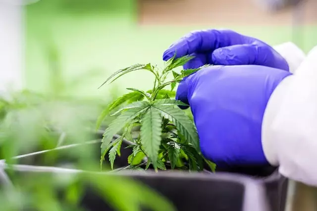 Mint Flavored CBD Tincture