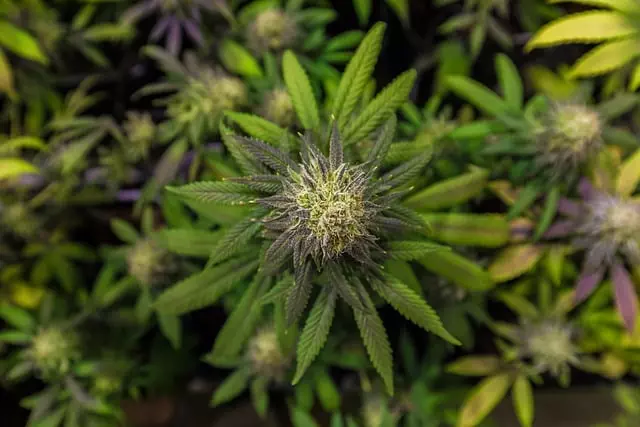 Mint Flavored CBD Tincture