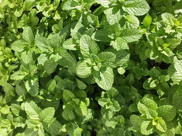 Mint Flavored CBD Tincture
