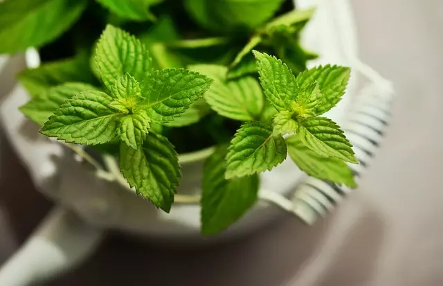 mint-flavored-cbd-tincture-640x480-54872053.jpeg