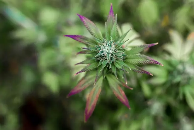 Mint Flavored CBD Tincture