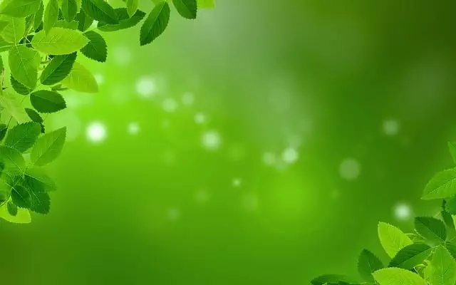 Mint Flavored CBD Tincture