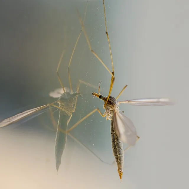mosquito and tick control