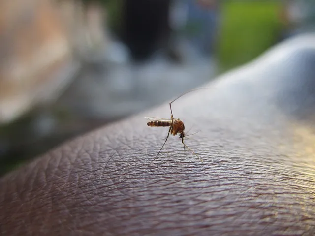 mosquito-and-tick-control-640x480-76917069.jpeg