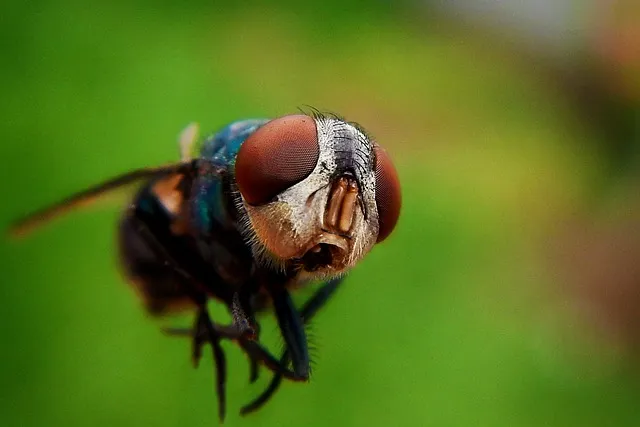 mosquito-control-640x480-98278385.jpeg