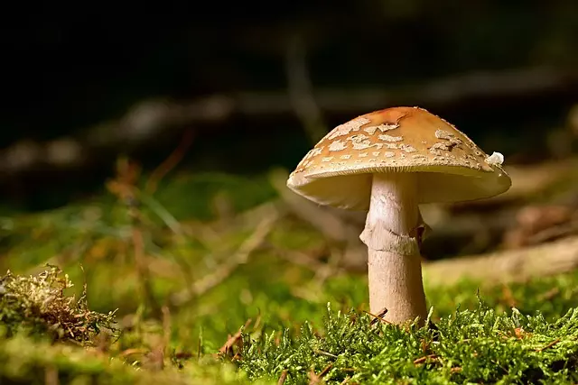 Mushroom Gummies for Focus