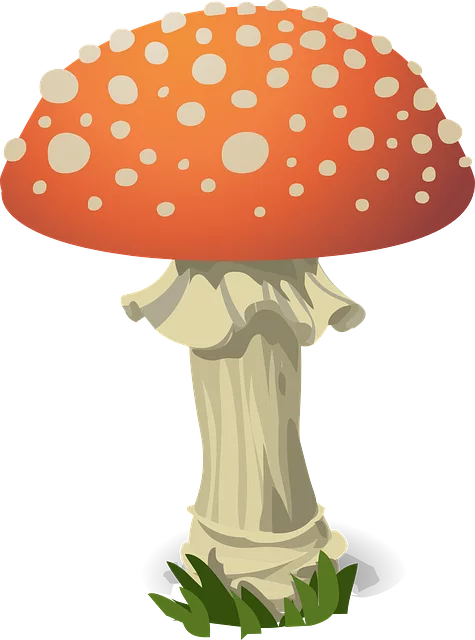 Mushroom Gummies for Focus
