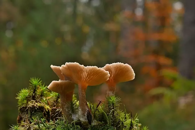 Mushroom Gummies for Focus