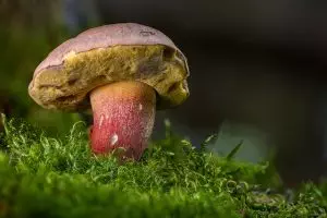 mushroom-gummies-for-focus-640x480-8273861.jpeg