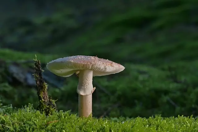 Mushroom Gummies for Focus