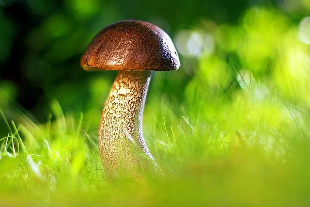 Mushroom Gummies for Focus