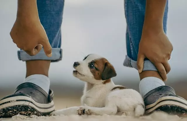 online pet marketplace