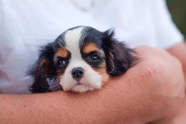 online-pet-marketplace-640x480-38752036.jpeg