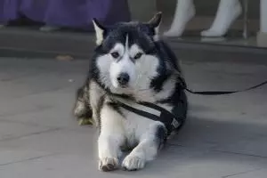 pet-sitting-640x480-16619478.jpeg
