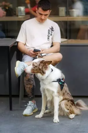 pet-sitting-640x480-58886480.jpeg