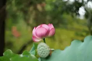 pure-cbd-isolate-640x480-30708763.jpeg