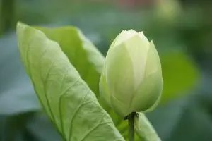pure-cbd-isolate-640x480-69492154.jpeg