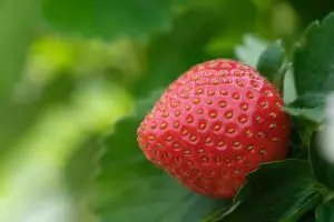 strawberry-rosin-gummies-640x480-1488130.jpeg