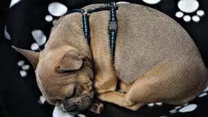tactical-dog-harness-640x480-4250749.jpeg