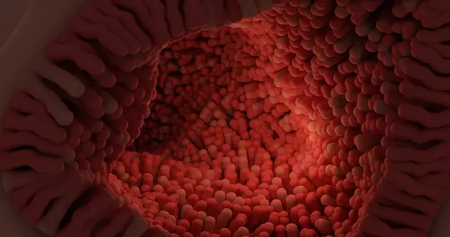 Understanding the Endocannabinoid System