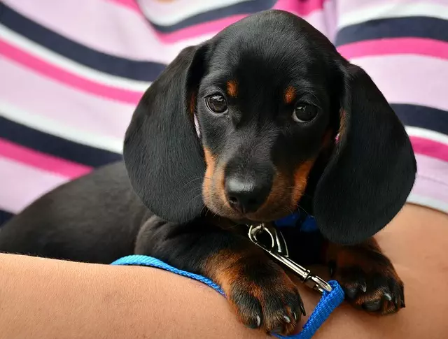 Revolutionize Your Dog’s Comfort: Integrated Fans for Air Conditioned Homes