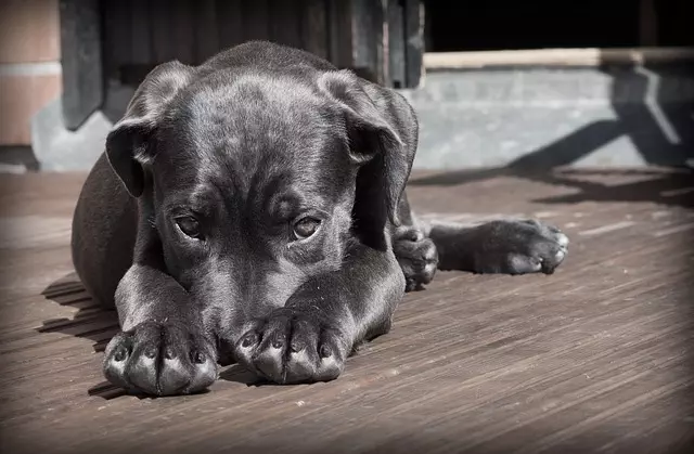 air conditioned dog house