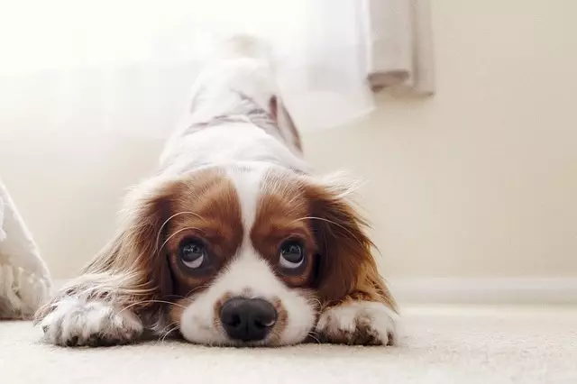air conditioned dog house