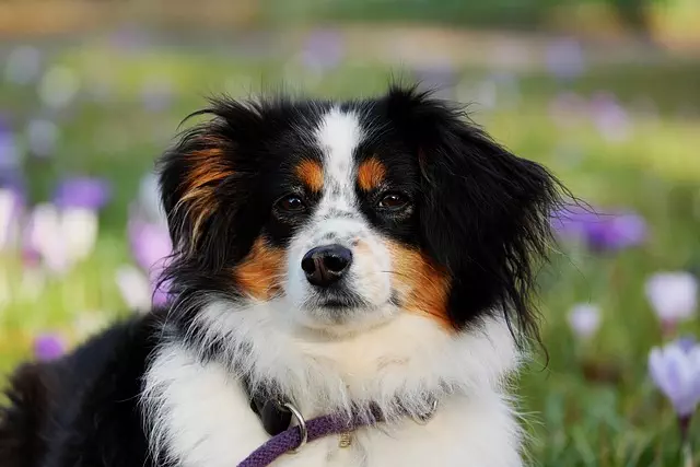 Programmable Cooling Units: Creating Comfortable Air Condensed Dog Houses