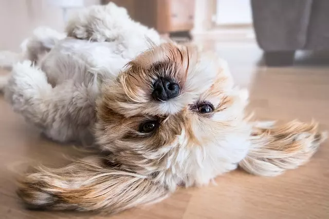 Cooling Pets’ Homes: Efficient Solutions for Dog Houses