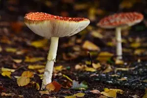 best-cbd-edibles-640x480-3394354.jpeg