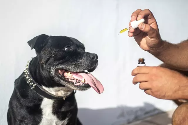 Best CBD Edibles