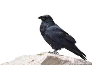 botox-for-crows-feet-and-smile-lines-640x480-14850431.png