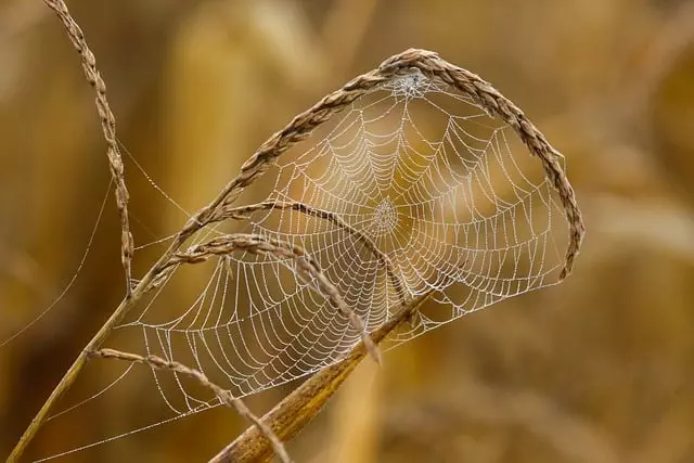 Core Web Vitals Optimization