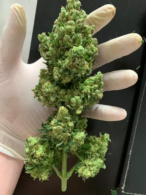 Delta-8 THC Near Me