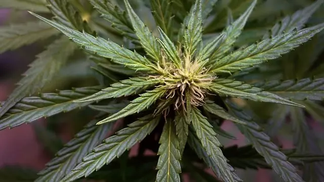 delta-8-thc-near-me-640x480-30256979.jpeg