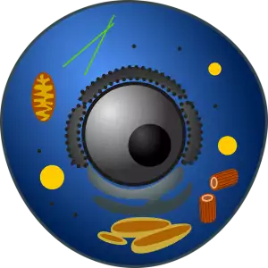 fat-cell-freezing-640x480-13885929.png