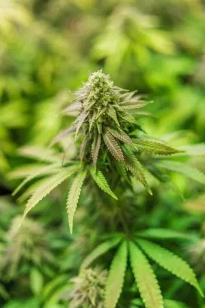 full-spectrum-cbd-tincture-640x480-52611424.jpeg