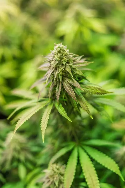 full-spectrum-cbd-tincture-640x480-52611424.jpeg
