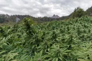 full-spectrum-cbd-tincture-640x480-87833969.jpeg