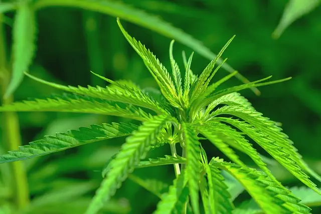 Full Spectrum Hemp Oil