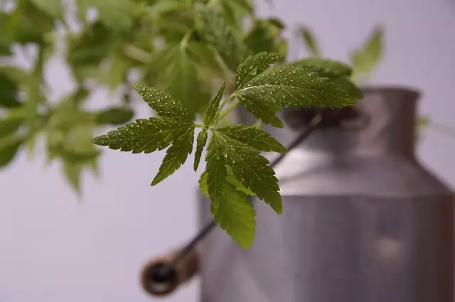 Full Spectrum Hemp Oil