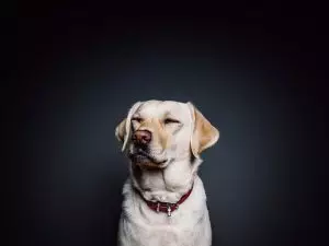 heated-dog-house-640x480-27603758.jpeg