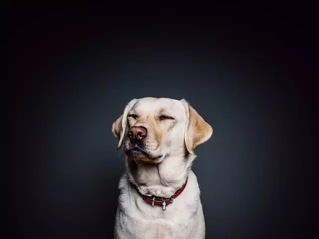 heated-dog-house-640x480-27603758.jpeg