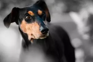 heated-dog-house-640x480-5363766.jpeg