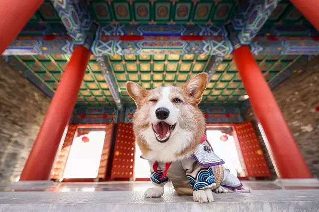 heated dog house